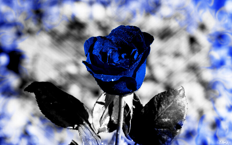 blue rose with water droplets