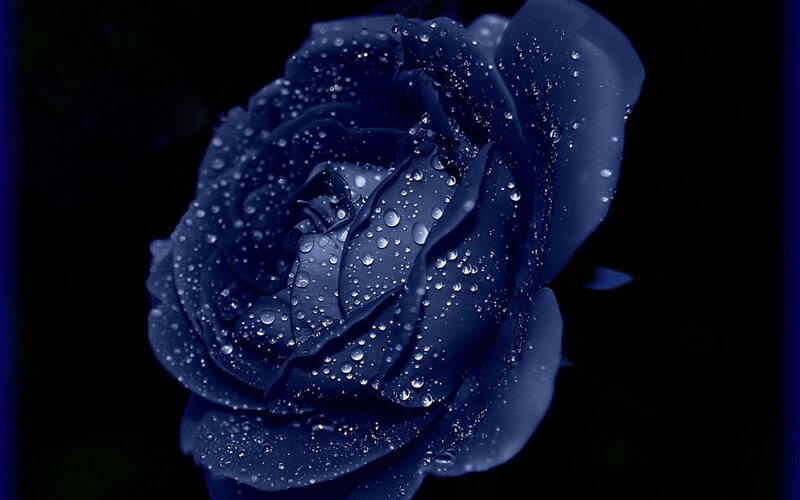 blue rose with water droplets