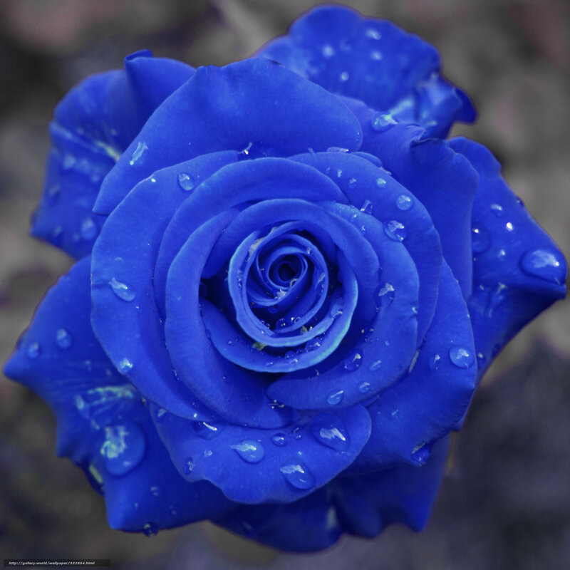 Blue rose with water droplets