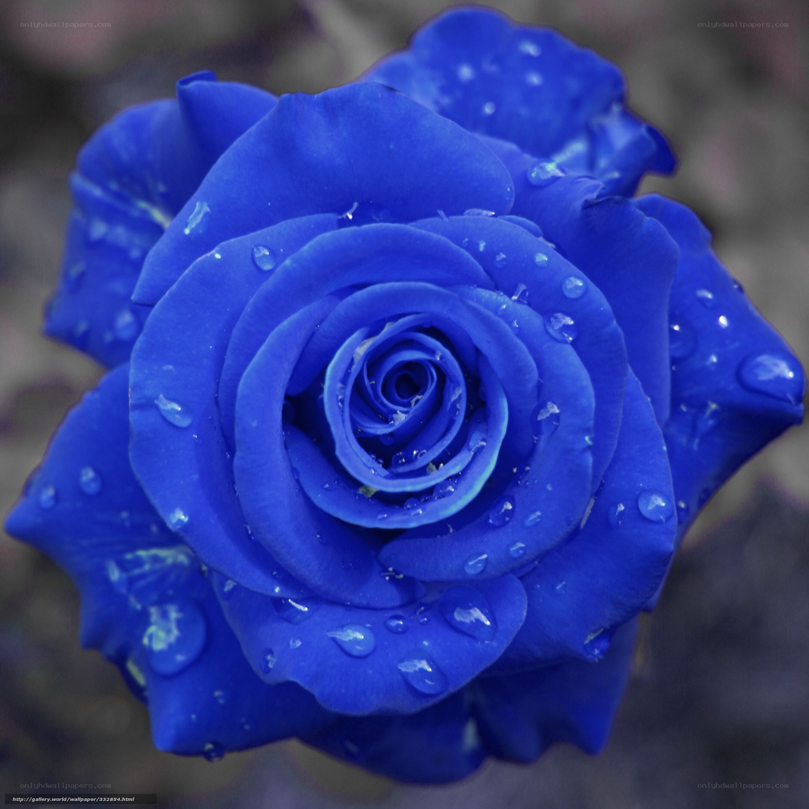 Blue rose with water droplets