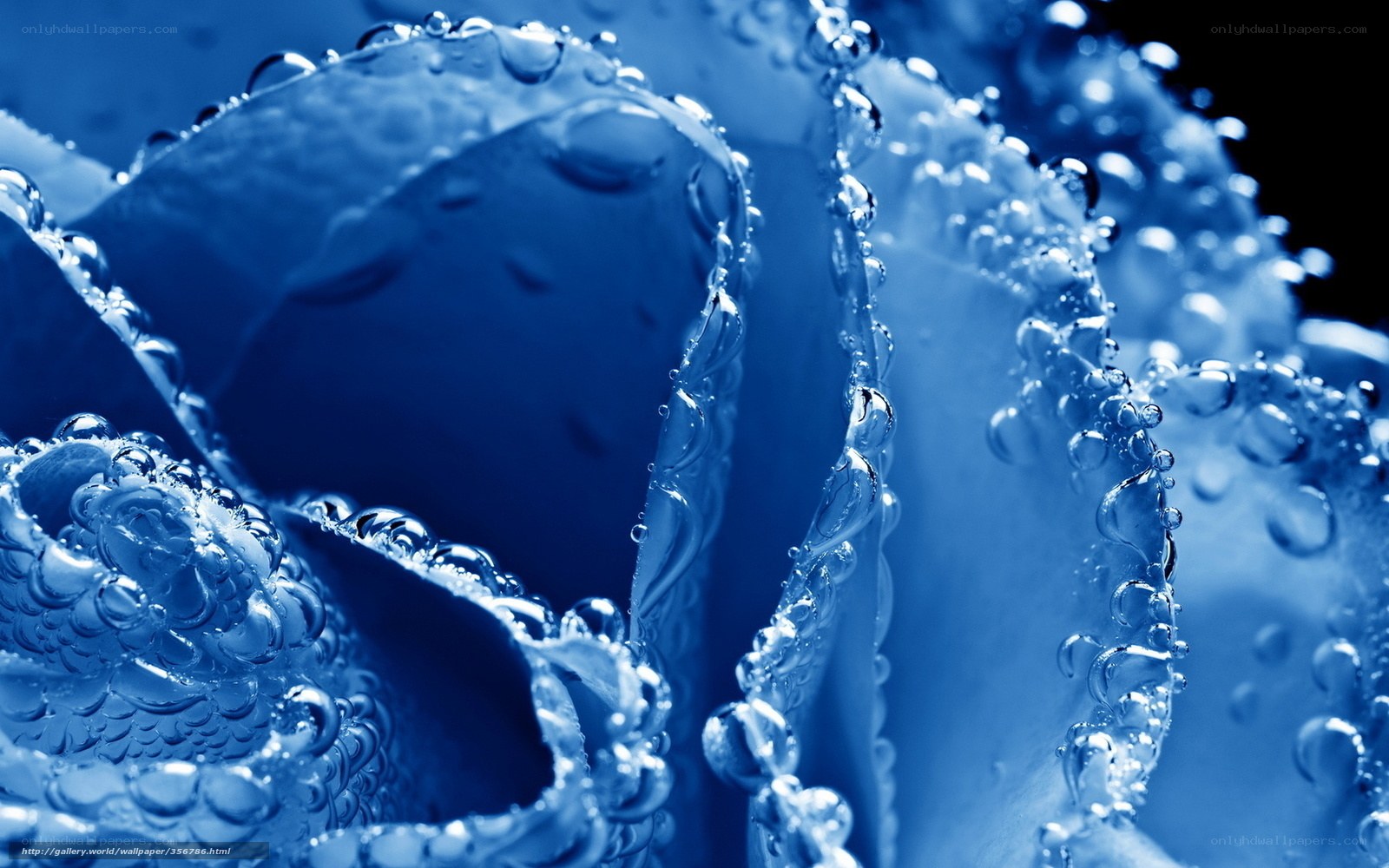 Blue rose with water droplets