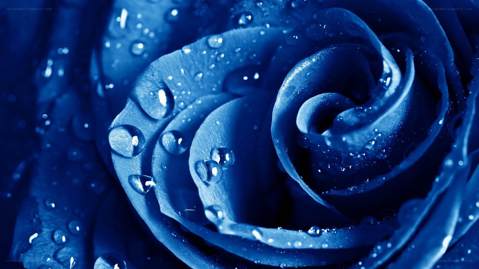 blue rose with water droplets