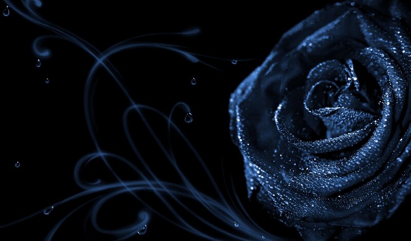 Blue Rose with Water Droplets — Black
