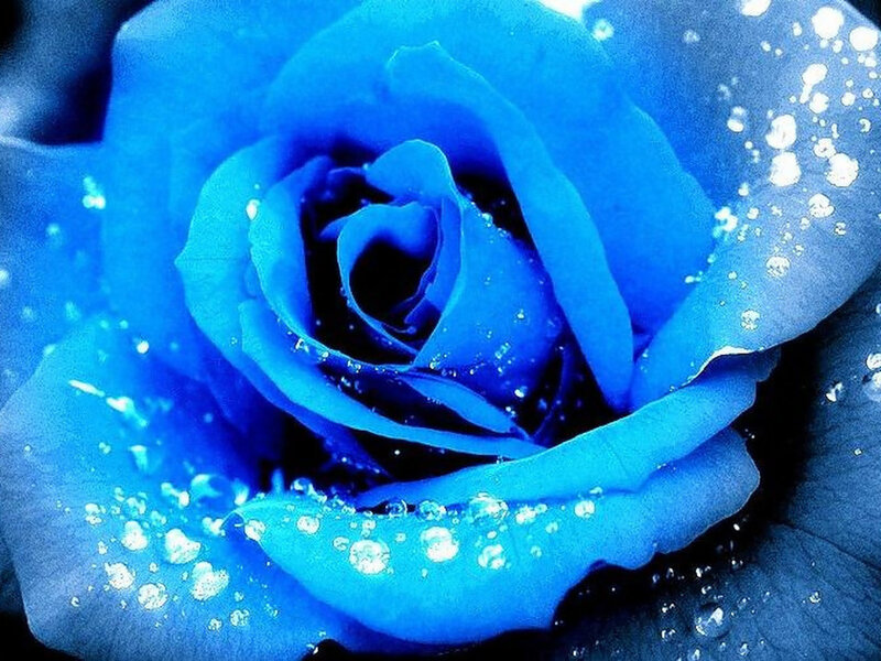 Blue Rose with Water Droplets — Calm, Photograph