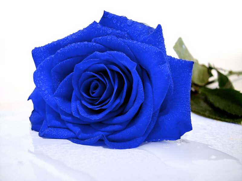 Blue Rose with Water Droplets — Calm