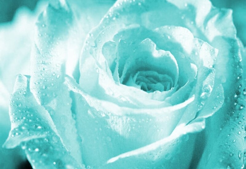 Blue Rose with Water Droplets — Cyan, Serene