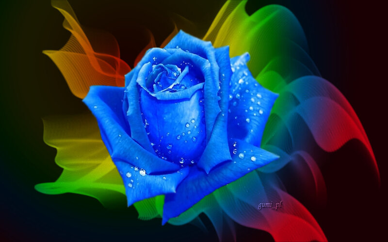 Blue Rose with Water Droplets — Dramatic, Digital Art, Rainbow Swirls