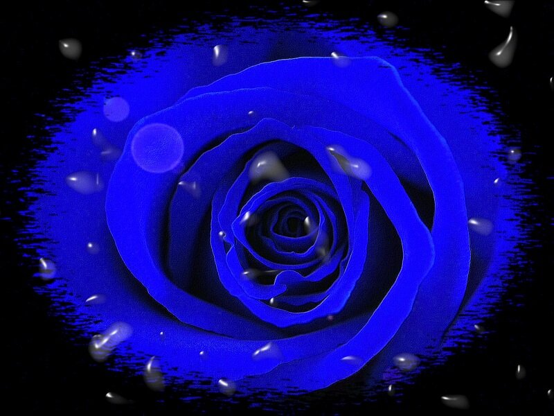 Blue Rose with Water Droplets — Dramatic, Digital Art