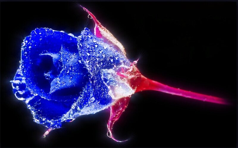 Blue Rose with Water Droplets — Dramatic, Digital Art, Water Droplets, Stem