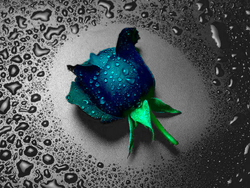 Blue Rose with Water Droplets — Dramatic, Digital Art, Water Droplets