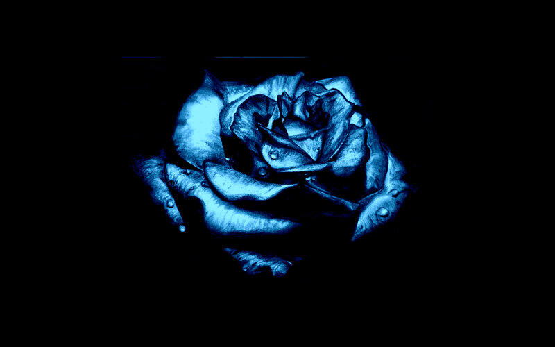 Blue Rose with Water Droplets — Dramatic, Night, Digital Art
