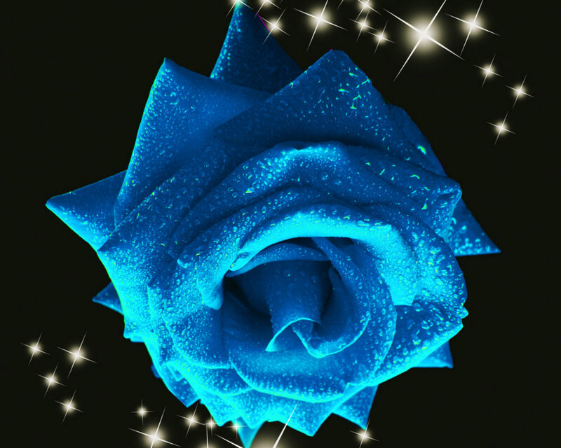 Blue Rose with Water Droplets — Dramatic, Night, Digital Art, Water Droplets