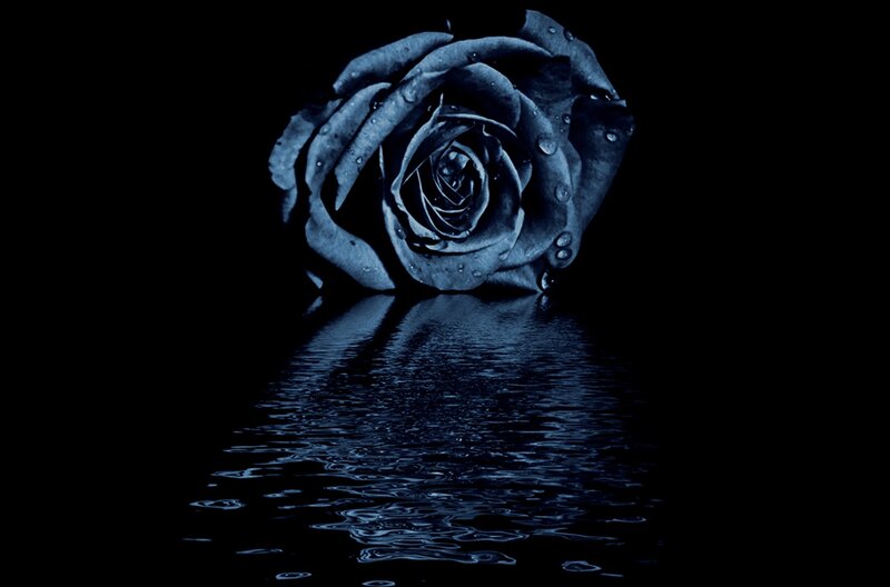 Blue Rose with Water Droplets — Dramatic, Night, Photograph, Reflection