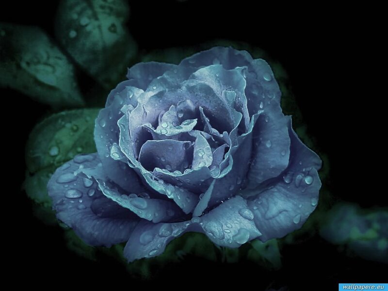 Blue Rose with Water Droplets — Dramatic, Night, Photograph