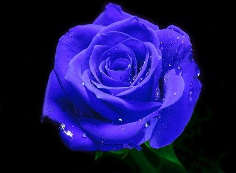 Blue Rose with Water Droplets — Dramatic, Night, Photograph, Water Droplets, Green Leaves