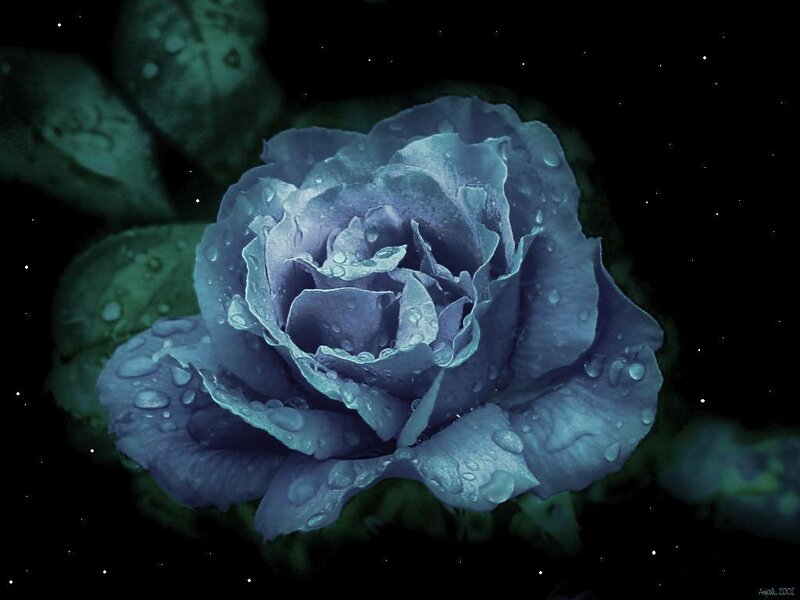Blue Rose with Water Droplets — Dramatic, Night, Photograph, Water Droplets, Leaves