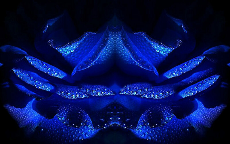 Blue Rose with Water Droplets — Dramatic, Night, Photograph, Water Droplets, Petals