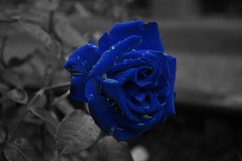 Blue Rose with Water Droplets — Dramatic, Photograph, Leaves