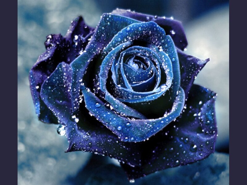 Blue Rose with Water Droplets — Dramatic, Photograph