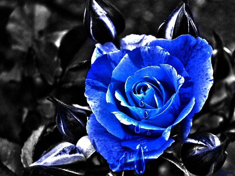 Blue Rose with Water Droplets — Dramatic, Photograph, Water Droplets, Buds