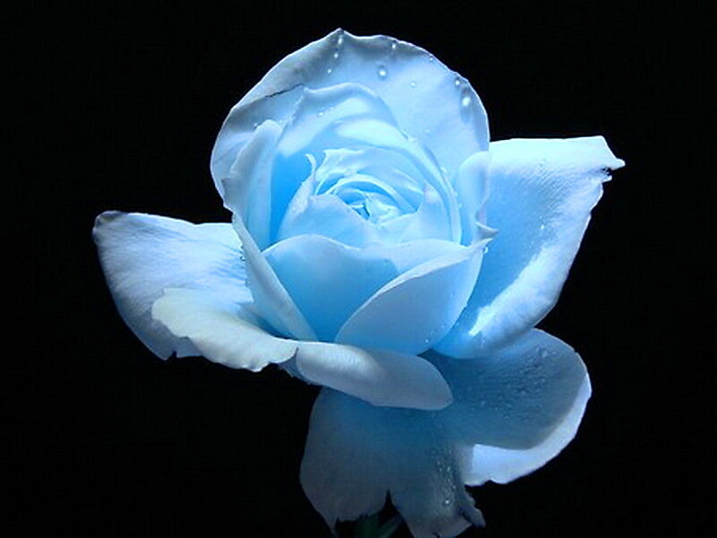 Blue Rose with Water Droplets — Dramatic, Photograph, Water Droplets, Dark Background