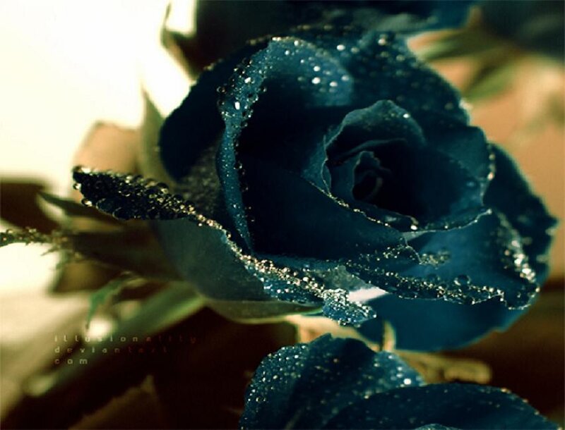 Blue Rose with Water Droplets — Dramatic, Photograph, Water Droplets, Green Leaves