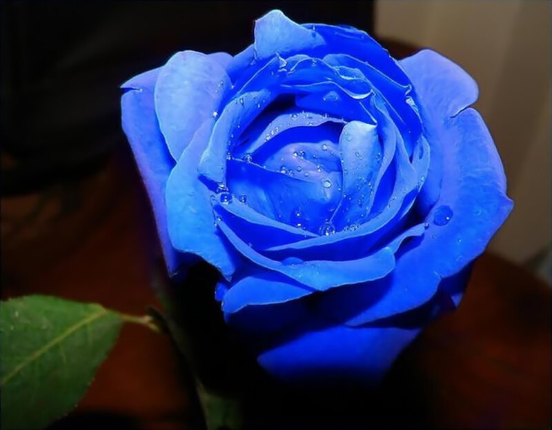 Blue Rose with Water Droplets — Dramatic, Photograph, Water Droplets, Leaf