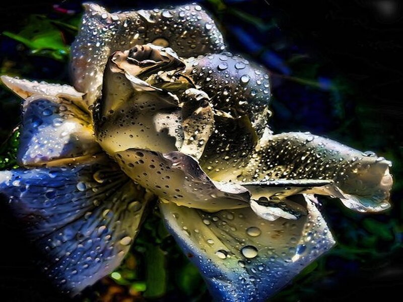 Blue Rose with Water Droplets — Dramatic, Photograph, Water Droplets, Petals, Dark Background