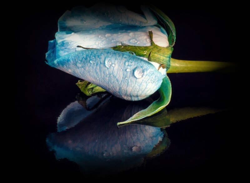 Blue Rose with Water Droplets — Dramatic, Photograph, Water Droplets, Reflection