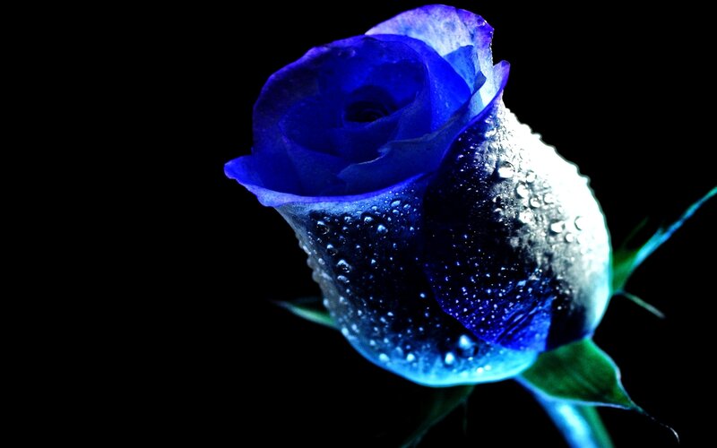 Blue Rose with Water Droplets — Dramatic, Photograph, Water Droplets, Stem, Leaf