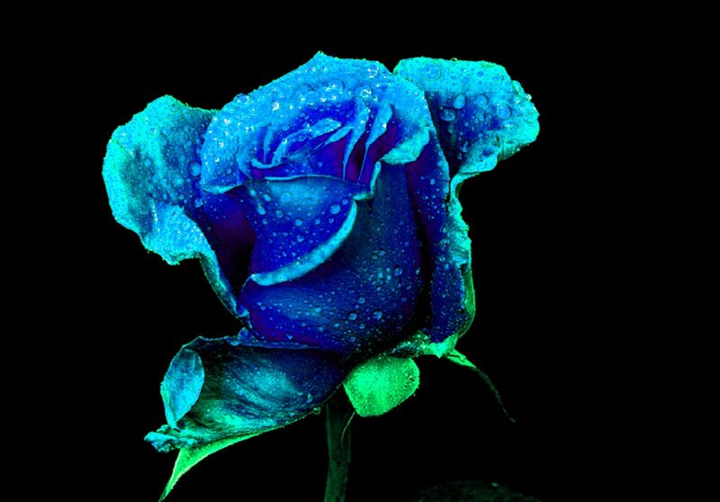 Blue Rose with Water Droplets — Dramatic, Photograph, Water Droplets, Stem