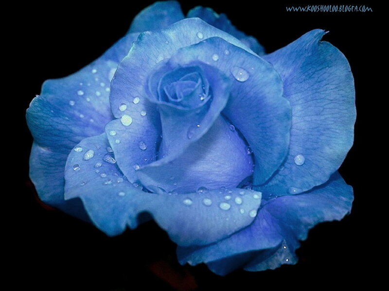 Blue Rose with Water Droplets — Dramatic