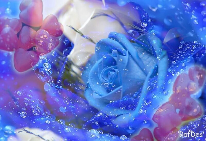 Blue Rose with Water Droplets — Dreamy, Digital Art