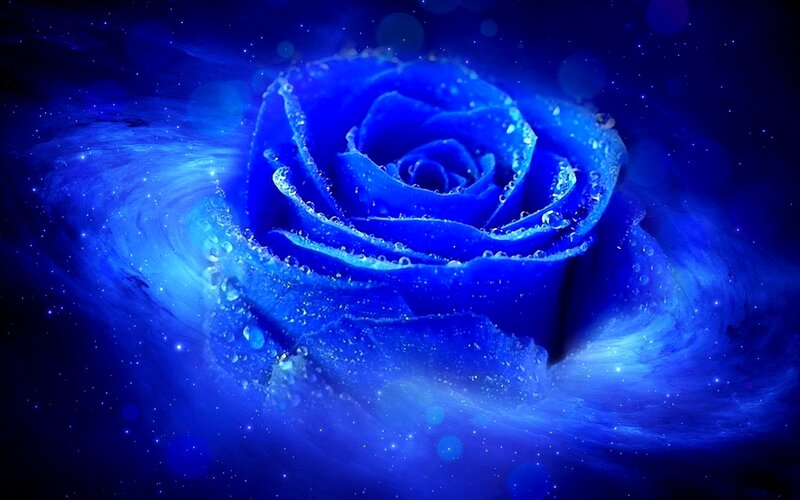 Blue Rose with Water Droplets — Dreamy, Night