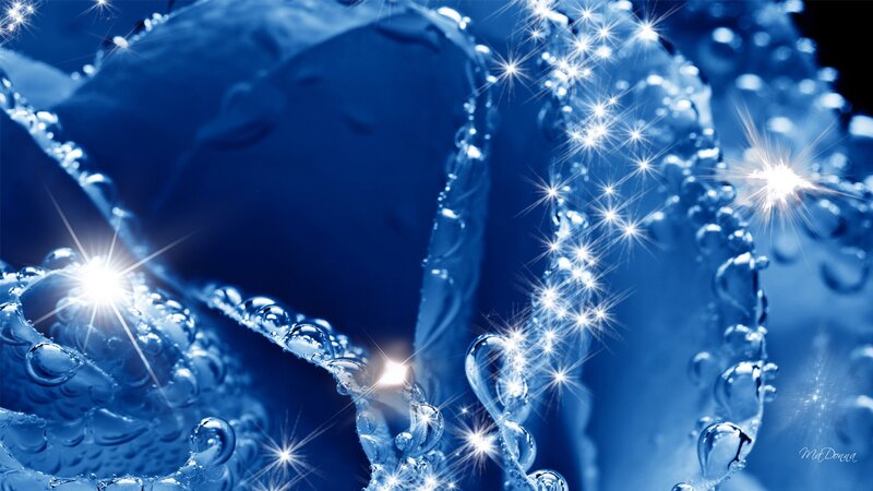 Blue Rose with Water Droplets — Dreamy