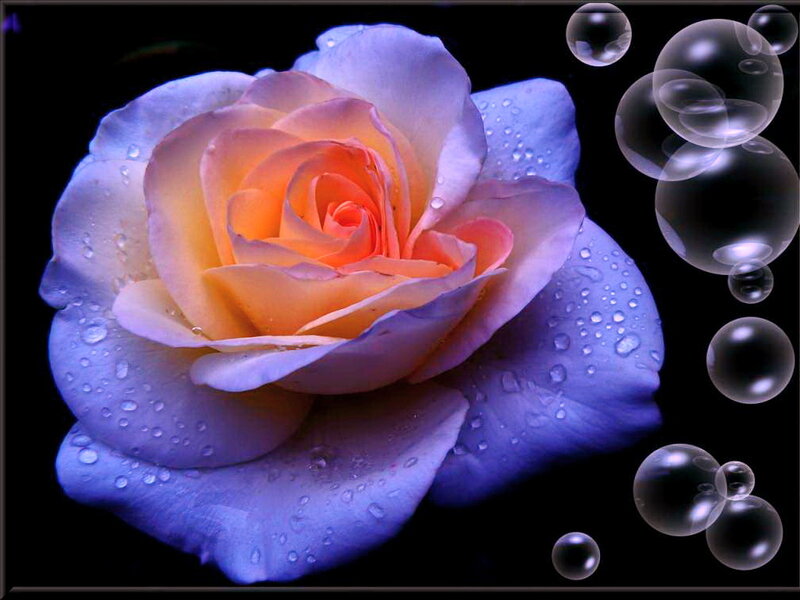 Blue Rose with Water Droplets — Purple, Dramatic, Photograph