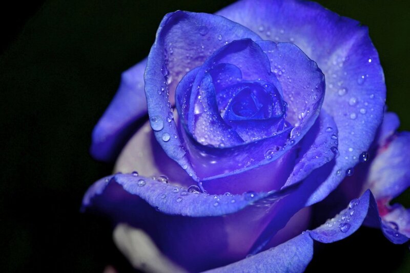 Blue Rose with Water Droplets — Purple, Dramatic