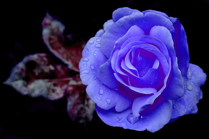 Blue Rose with Water Droplets — Purple
