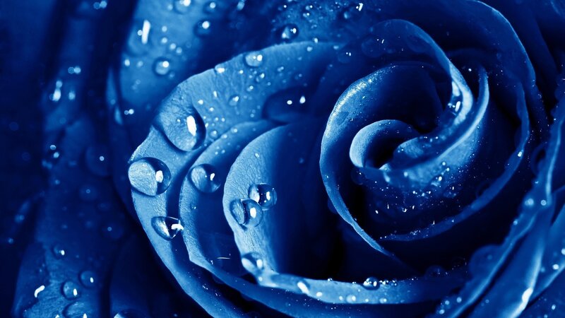 Blue Rose with Water Droplets — Serene, Dark Blue