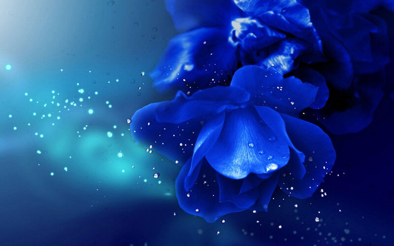 Blue Rose with Water Droplets — Serene, Digital Art