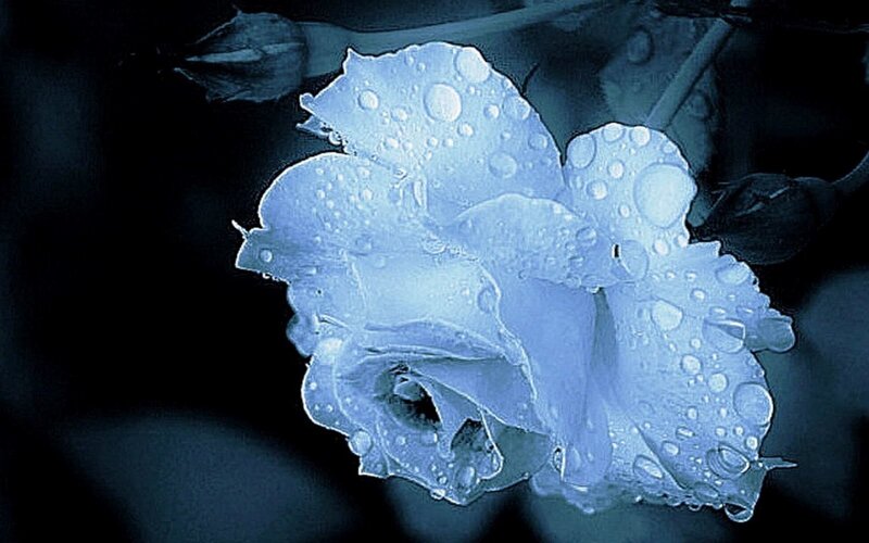 Blue Rose with Water Droplets — Serene, Night