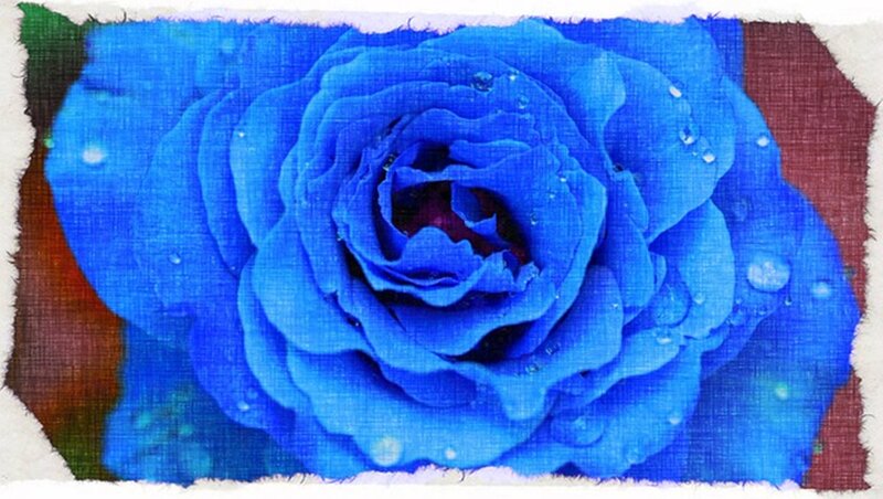 Blue Rose with Water Droplets — Serene, Painting