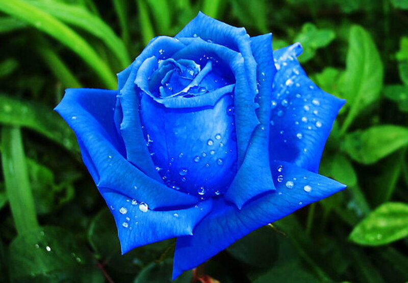 Blue Rose with Water Droplets — Serene, Photograph, Flower