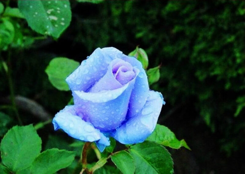 Blue Rose with Water Droplets — Serene, Photograph, Green Leaves