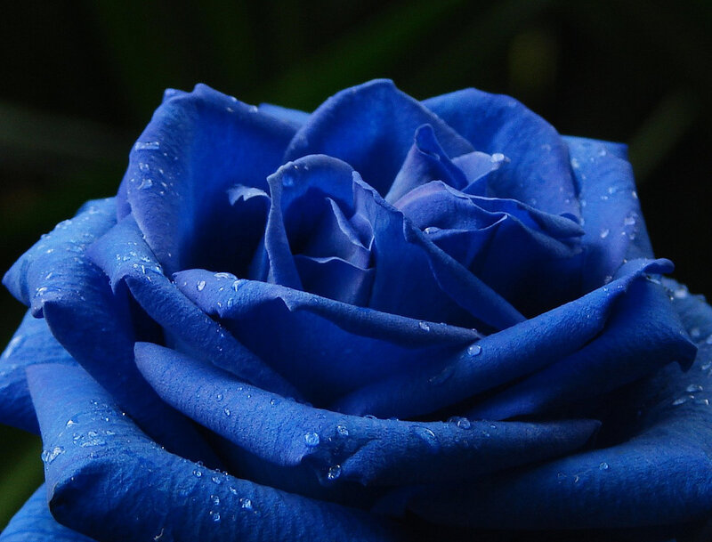 Blue Rose with Water Droplets — Serene, Photograph