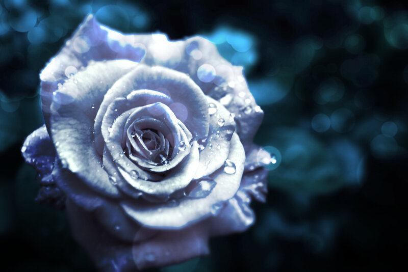 Blue Rose with Water Droplets — Serene, Photograph, Water Droplets, Bokeh