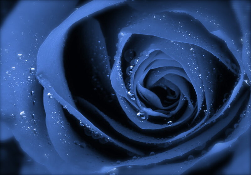 Blue Rose with Water Droplets — Serene, Photograph, Water Droplets, Dark Blue