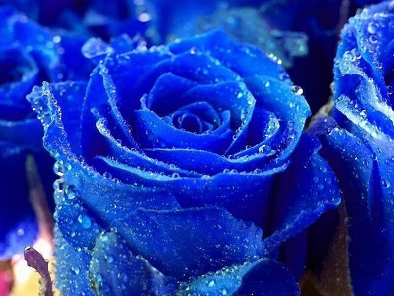Blue Rose with Water Droplets — Serene, Photograph, Water Droplets, Flower