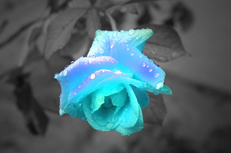 Blue Rose with Water Droplets — Serene, Photograph, Water Droplets, Leaves