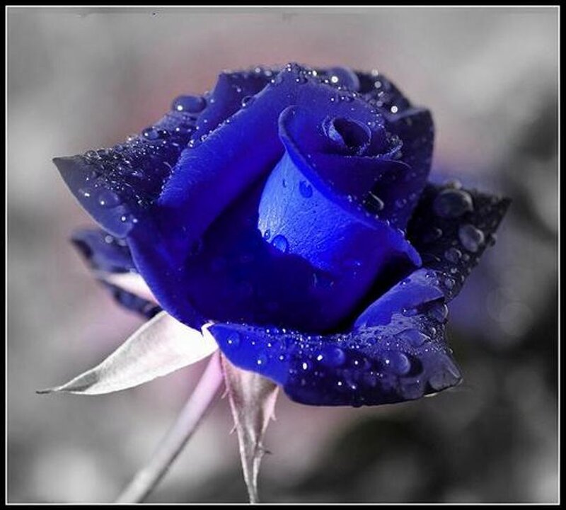 Blue Rose with Water Droplets — Serene, Photograph, Water Droplets, Petals